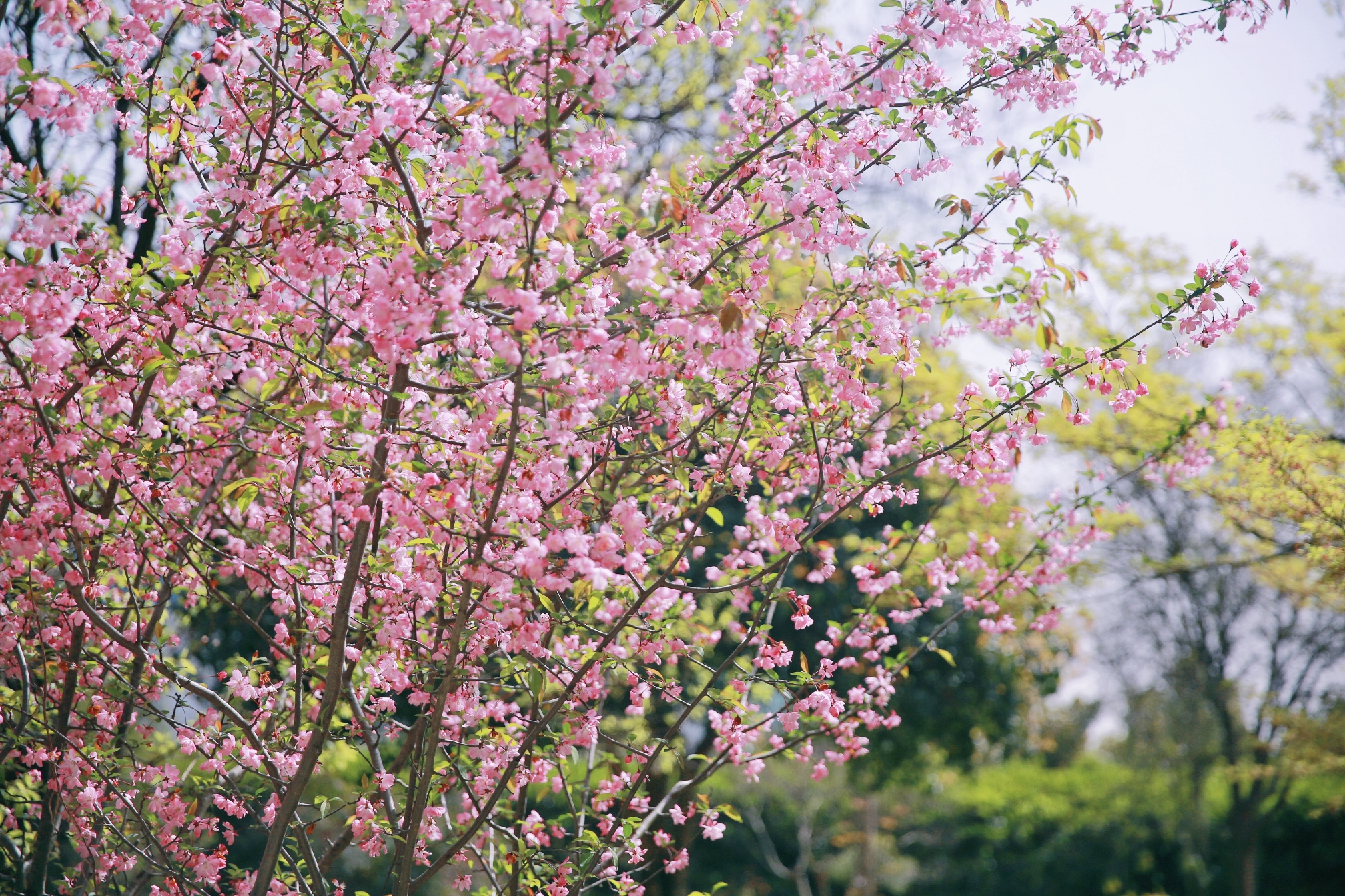 PG����(����)����IOS/��׿��/�ֻ���APP����